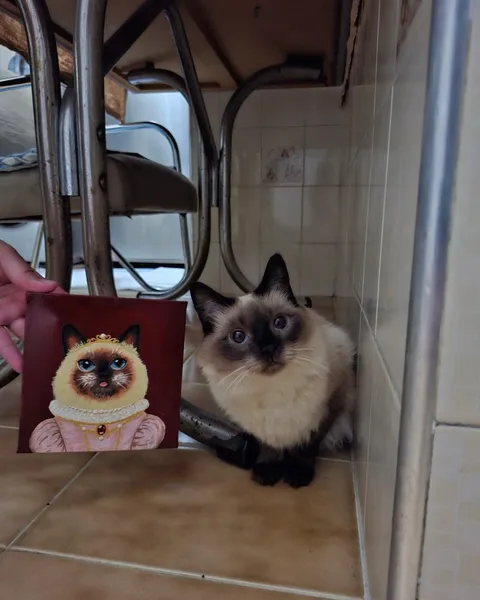 Small painted canvas of a Siamese cat wearing a crown, lace collar and pink gown, held next to the real Siamese cat looking up at the camera.