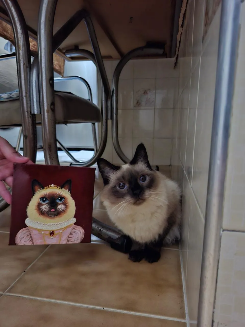 Small painted canvas of a Siamese cat wearing a crown, lace collar and pink gown, held next to the real Siamese cat looking up at the camera.